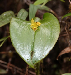 Pleurothallis monocardia