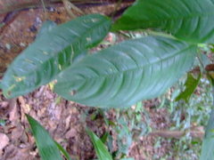Ficus nymphaeifolia
