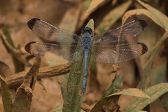 Uracis imbuta