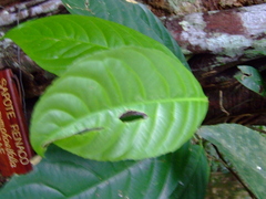 Ficus nymphaeifolia