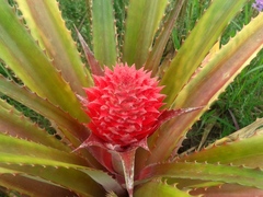 Ananas comosus bracteatus