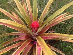 Ananas comosus bracteatus