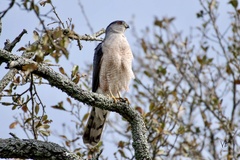 Accipiter cooperii
