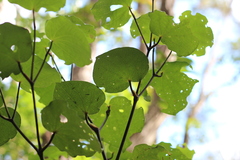 Piper excelsum excelsum