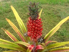 Ananas comosus bracteatus