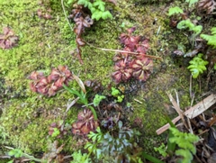 Drosera spatulata