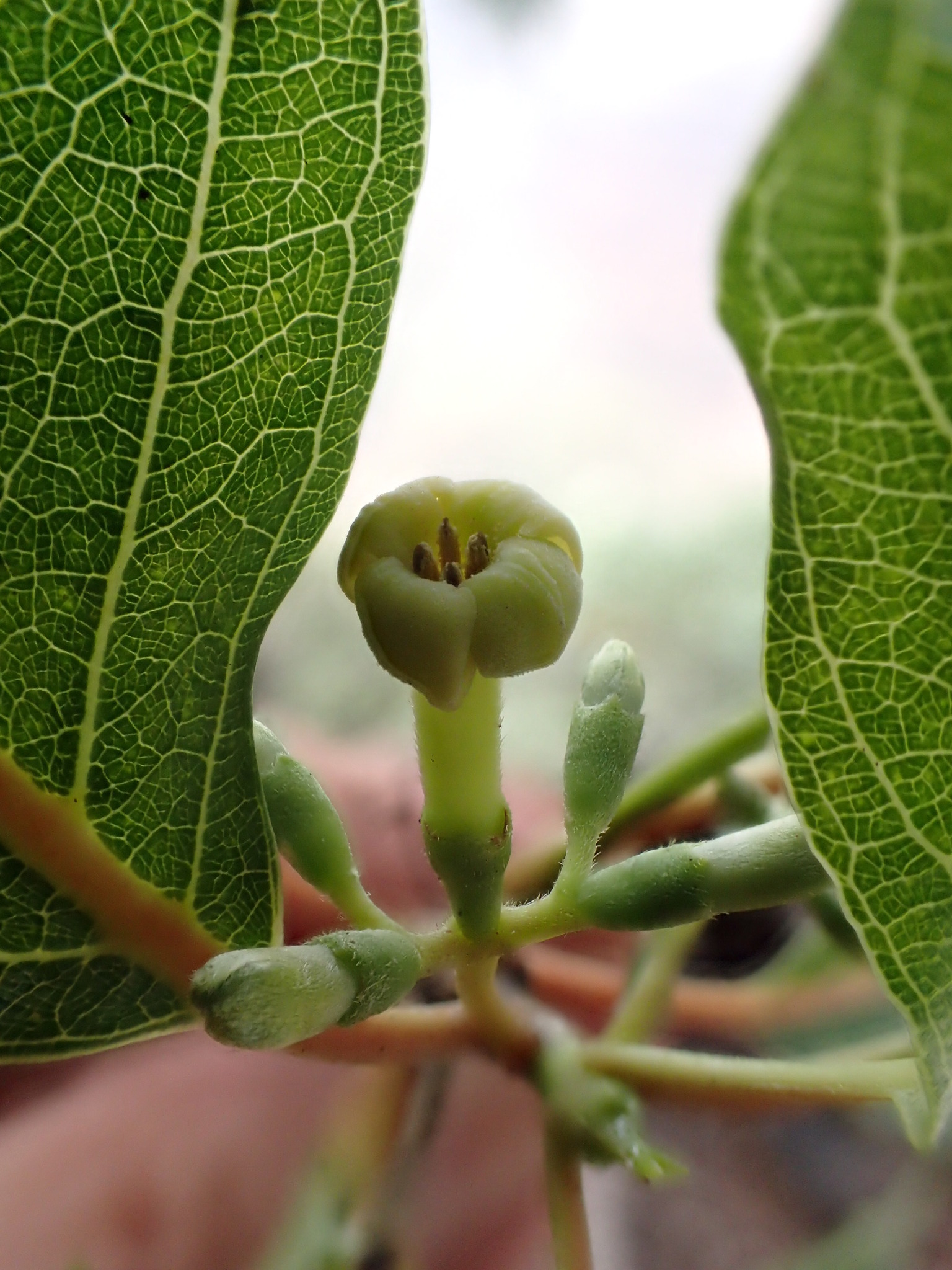 Bobea timonioides
