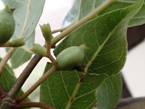 Bobea timonioides, 2016-01-14