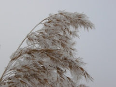 Phragmites australis
