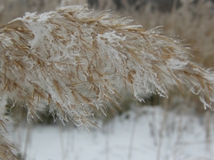Phragmites australis