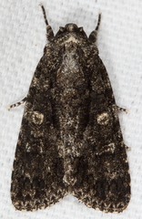 Acronicta afflicta
