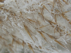 Phragmites australis