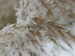 Phragmites australis