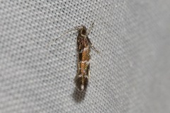 Stagmatophora argyrostrepta