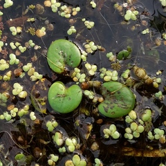 Limnobium laevigatum