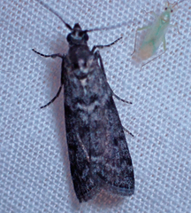 Pyla fusca