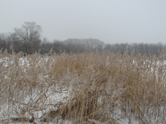 Phragmites australis