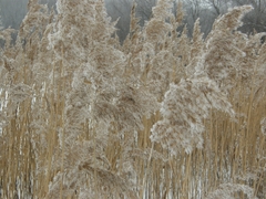 Phragmites australis