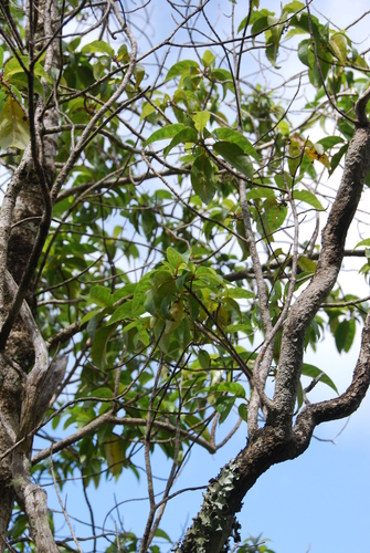 Bobea timonioides, 2014-03-04