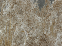 Phragmites australis