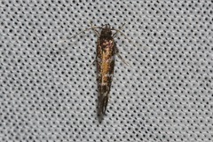 Stagmatophora argyrostrepta