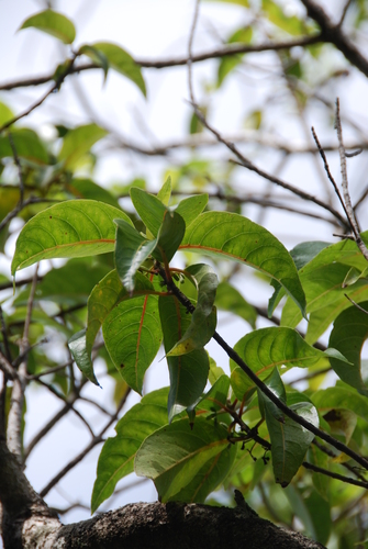 Bobea timonioides