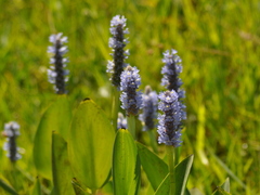 Pontederia cordata