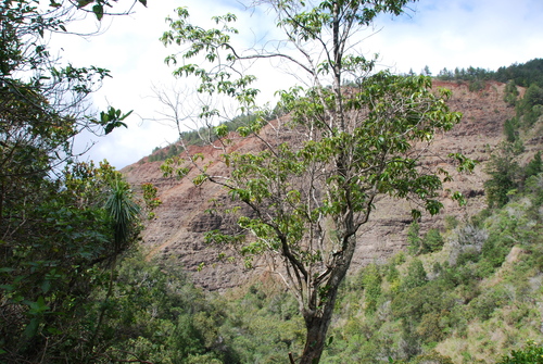 Bobea timonioides, 2014-03-04