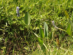 Pontederia cordata