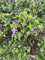 Prostanthera densa