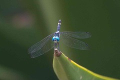 Micrathyria atra