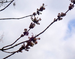 Fraxinus caroliniana