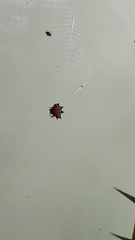 Gasteracantha cancriformis