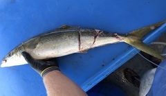 Elagatis bipinnulata
