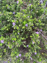 Prostanthera densa