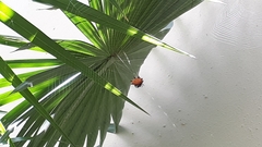 Gasteracantha cancriformis