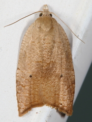 Coelostathma discopunctana