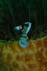 Ancylomenes magnificus