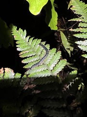 Cormocephalus rubriceps