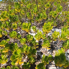 Scaevola plumieri