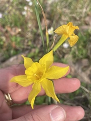 Narcissus jonquilla