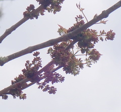 Fraxinus caroliniana