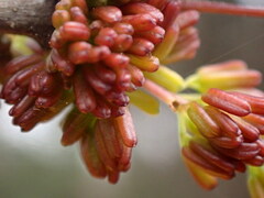 Fraxinus caroliniana