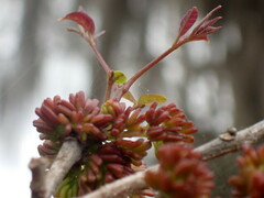 Fraxinus caroliniana