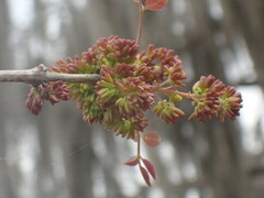 Fraxinus caroliniana