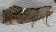 Hypsoropha hormos
