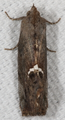 Hypsoropha hormos