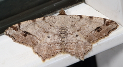 Macaria aequiferaria