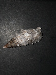 Cerithium maculosum
