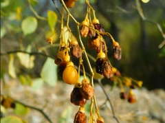 Lycium boerhaviifolium